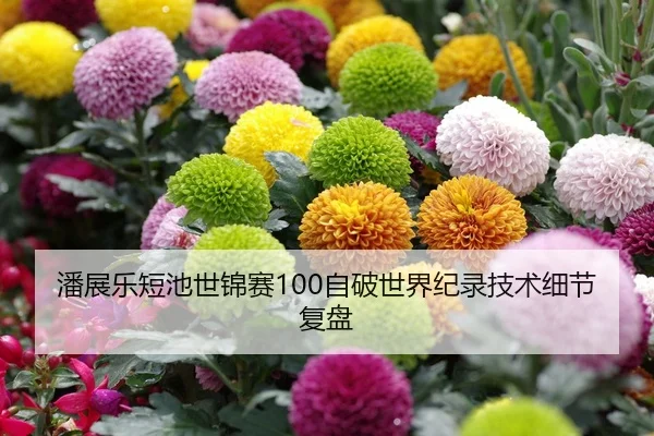 潘展乐短池世锦赛100自破世界纪录技术细节复盘