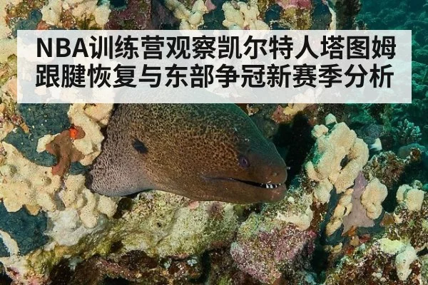 NBA训练营观察凯尔特人塔图姆跟腱恢复与东部争冠新赛季分析